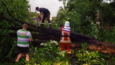 Через пориви вітру 6 дерев впали на дороги в Ужгородському районі