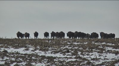 На Вінниччині мешкає третина зубрів На Вінниччині мешкає третина зубрів