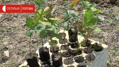 Молоді дуби, які саджають на Полтавщині Молоді дуби, які саджають на Полтавщині