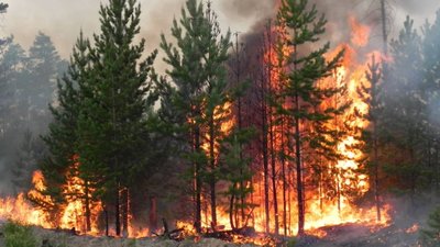 Наслідки лісових пожеж на Миколаївщині. Держінспектори підрахували збитки довкіллю
