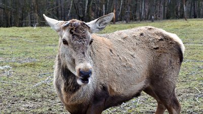 У Галицькому національному природному парку олень шляхетний скинув роги