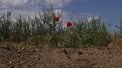 Кілійська міськрада Одещини звернулась до уряду з проханням надати фіндопомогу фермерам