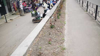 У місті на Рівненщині невідомі викрали понад сотню кущів троянд та поламали саджанці У місті на Рівненщині невідомі викрали понад сотню кущів троянд та поламали саджанці