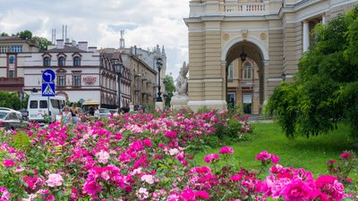 В Одесі невідомі викрали щойно висаджені кущі троянди. Мерія звернулася до поліції
