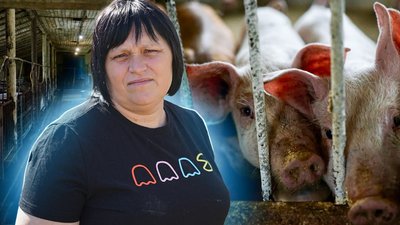 Вирощують поросят