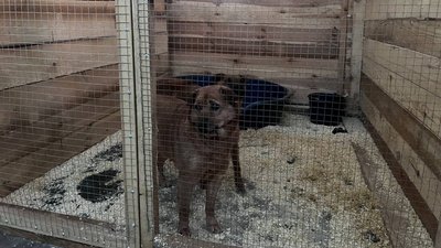 Собака у "Домівці врятованих тварин" Собака у "Домівці врятованих тварин"