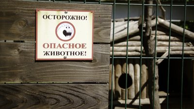 Одеські зоозахисники врятували та передали до зоопарку єнота-полоскуна Сєню Одеські зоозахисники врятували та передали до зоопарку єнота-полоскуна Сєню