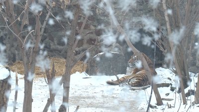 Тигр в черкаському зоопарку