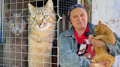 притулок для тварин Ізмаїл, притулок для котів Ізмаїл