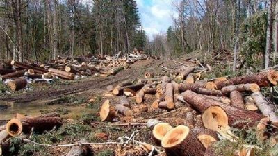 За вирубку дерев на території Мукачівського лісництва судитимуть закарпатця