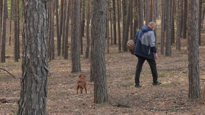 У черкаських лісах збирають гриби У черкаських лісах збирають гриби