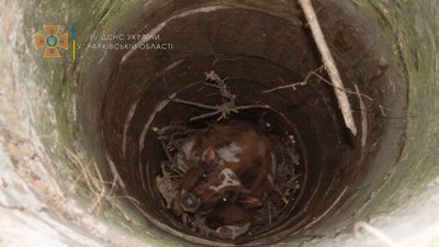 На Харківщині з семиметрового колодязя витягли теля На Харківщині з семиметрового колодязя витягли теля