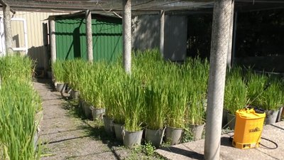 Рис по-українськи: як його вирощують на Херсонщині