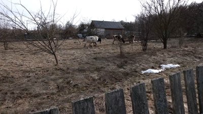 Корови на городі на Новгород-Сіверщині Корови на городі на Новгород-Сіверщині
