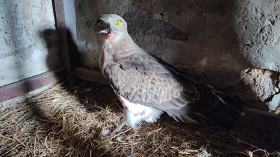 Змієїд потрапив у дротову пастку біля кордону на півночі Рівненщини