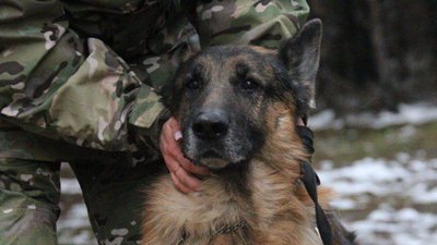 Службовий собака відшукав двомісячне немовля на Київщині