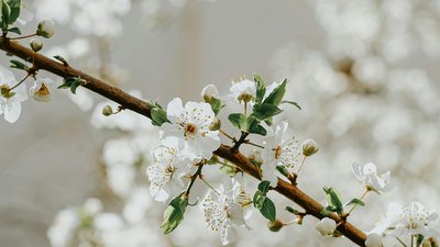 Погода на Закарпатті 13 квітня 2026 року