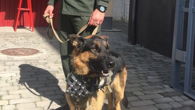 Нацгвардієць з Луцька розповів, як разом із псом готувалися до параду на День Незалежності Нацгвардієць з Луцька розповів, як разом із псом готувалися до параду на День Незалежності