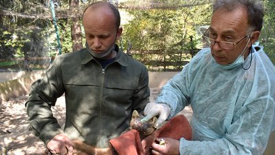 У Галицькому природному парку провели вакцинацію диких тварин У Галицькому природному парку провели вакцинацію диких тварин