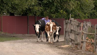 Господиня веде корів із пасовища