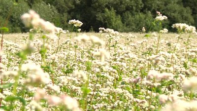 На Житомирщині збільшили посіви гречки На Житомирщині збільшили посіви гречки