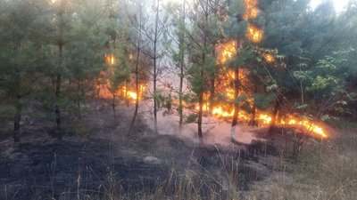 Фосфорні снаряди та загорання в лісі — наслідки обстрілів військовими РФ Сумщини 25 серпня Фосфорні снаряди та загорання в лісі — наслідки обстрілів військовими РФ Сумщини 25 серпня