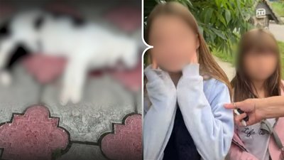 Дівчата скинули кота з багатоповерхівки у Чернігові: оштрафували матір другої дівчинки