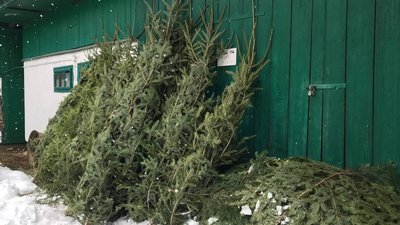 Ловлять браконьєрів та чипують дерева. Як у лісгоспі на Буковині заготовляють новорічні ялинки Ловлять браконьєрів та чипують дерева. Як у лісгоспі на Буковині заготовляють новорічні ялинки