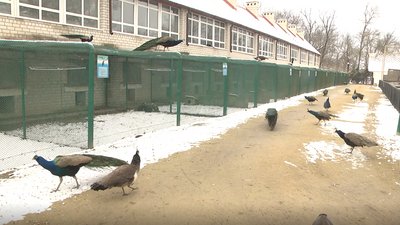 100 років тому "Асканія-Нова" отримала статус державного заповідника 100 років тому "Асканія-Нова" отримала статус державного заповідника