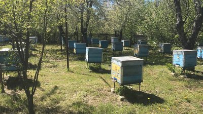 Через війну ціна на мед на Полтавщині може зрости Через війну ціна на мед на Полтавщині може зрости