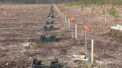 Цієї весни на Вінниччині висадять понад 800 гектарів лісу Цієї весни на Вінниччині висадять понад 800 гектарів лісу