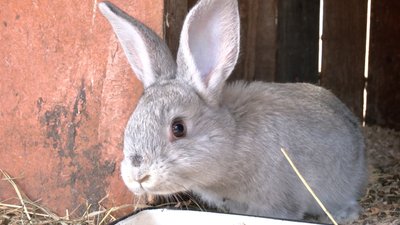 Переселенка з Бахмута живе на Черкащині Переселенка з Бахмута живе на Черкащині