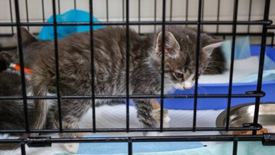 В Одесі медики розповіли про стан кошенят, яких морили голодом В Одесі медики розповіли про стан кошенят, яких морили голодом