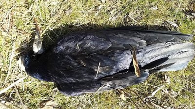 У природному парку на Одещині загинули близько півтисячі птахів У природному парку на Одещині загинули близько півтисячі птахів
