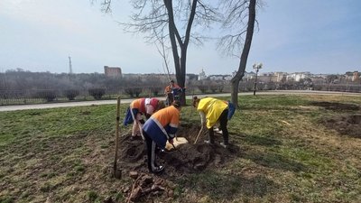 Озеленення Полтави: скільки кущів та дерев посадять цього року