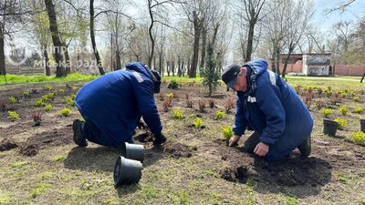 Пів тисячі кущів лаванди й барбарису. У Дніпрі триває озеленення парків