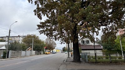 Житомир, дуб, асфальт, ремонт, дерево, тротуар, 13 жовтня 2025 року