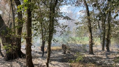 Пожежі в екосистемах, Запорізька область