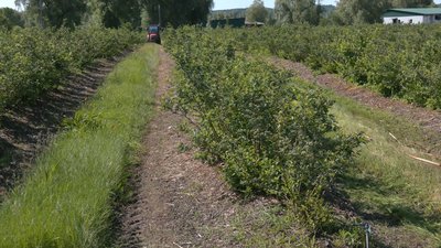 Як рятують кущі лохини у господарстві на Черкащині Як рятують кущі лохини у господарстві на Черкащині