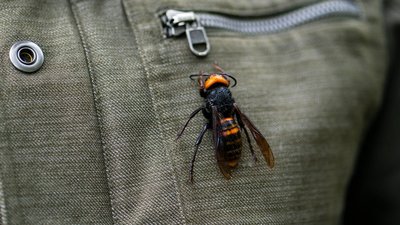 У США знищили перше знайдене гніздо азійських шершнів