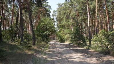 У лісах Кіровоградщини побільшало безплатних місць відпочинку. Хто і як їх створює У лісах Кіровоградщини побільшало безплатних місць відпочинку. Хто і як їх створює