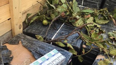 Перегони з прикордонниками: закарпатця, який намагався на тракторі премістити до ЄС більше 20 тисяч сигарет судитимуть Перегони з прикордонниками: закарпатця, який намагався на тракторі премістити до ЄС більше 20 тисяч сигарет судитимуть