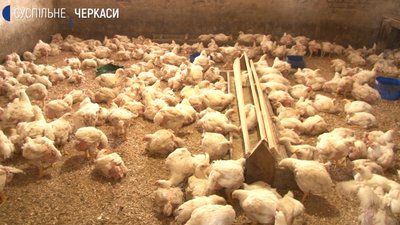 Черкаські фермери не знають, де збувати продукцію Черкаські фермери не знають, де збувати продукцію