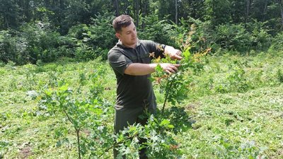 Від жолудя до сторічного дуба. Як у Червононерубаївському лісництві вирощують дубові ліси Від жолудя до сторічного дуба. Як у Червононерубаївському лісництві вирощують дубові ліси