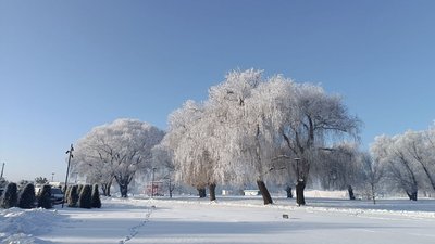 Засніжені дерева у Хмельницькому