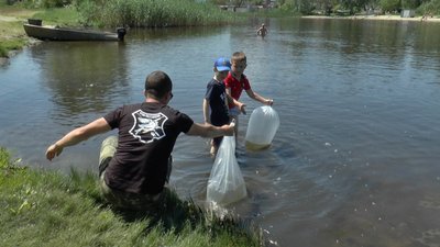 У Полтаві зариблюють Ворсклу – випустили мальків судака У Полтаві зариблюють Ворсклу – випустили мальків судака