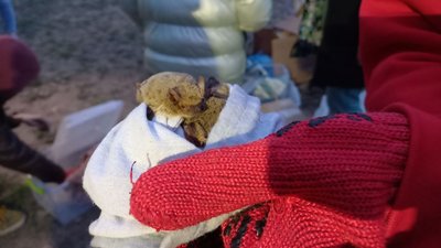У Дніпрі випустили на волю близько 400 червонокнижних кажанів У Дніпрі випустили на волю близько 400 червонокнижних кажанів