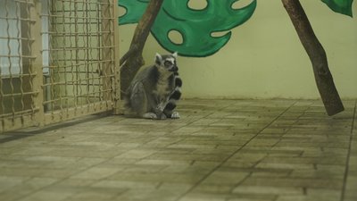 лемур леон екопарк фельдман харків 28 листопада лемур леон екопарк фельдман харків 28 листопада