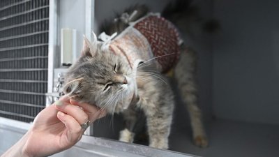 Кішка після стерилізації