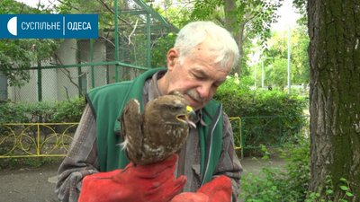 В Одесі знайшли пораненого яструба, його лікують в зоопарку В Одесі знайшли пораненого яструба, його лікують в зоопарку
